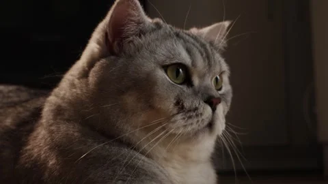 Close-up portrait of a fluffy grey British Shorthair cat with striking green Stock Footage 339195050
