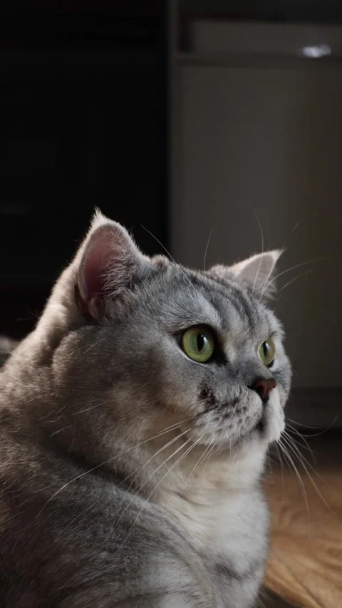 Close-up portrait of a fluffy grey British Shorthair cat with bright green eyes Stock Footage 339195760