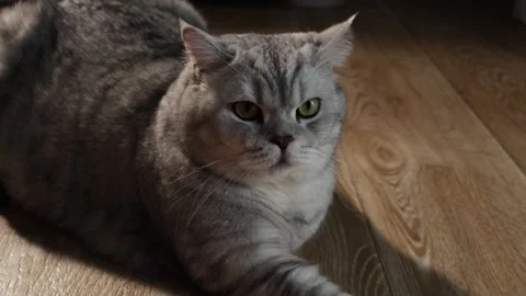 Close-up portrait of a fluffy grey British Shorthair cat with green eyes indoors Stock Footage 339196006
