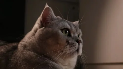 Close-up portrait of a fluffy grey British Shorthair cat with green eyes looking Stockbeeldmateriaal 339196379