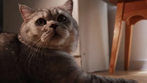 Close-up portrait of a fluffy grey British Shorthair cat with big green eyes Stock Footage 339197009