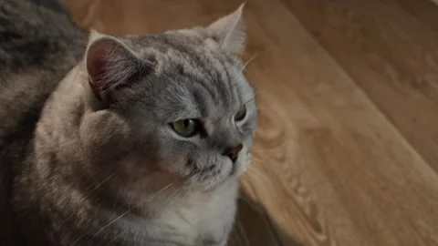 Close-up portrait of a fluffy grey tabby cat with green eyes looking to the side Stock Footage 339196298