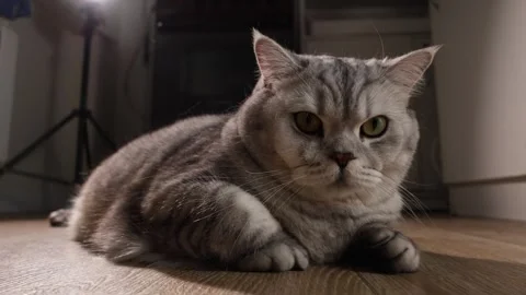 Close-up portrait of a fluffy grey tabby cat with striking green eyes lying on a Stock Footage 339197548