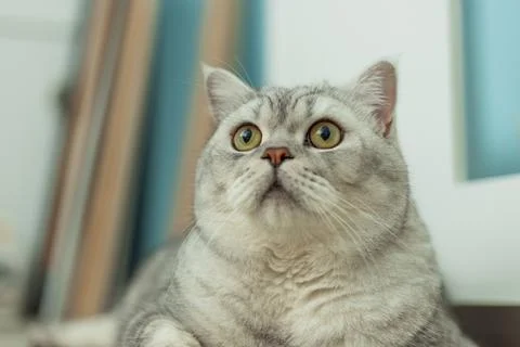 Close-up portrait of a fluffy silver tabby cat with wide green eyes looking.. Stock Photos