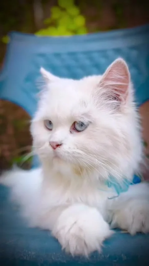 Close-up Portrait of a Fluffy White Long-Haired Cat Outdoors Видео 333338213