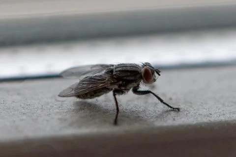 Close up portrait of fly Stock Photos