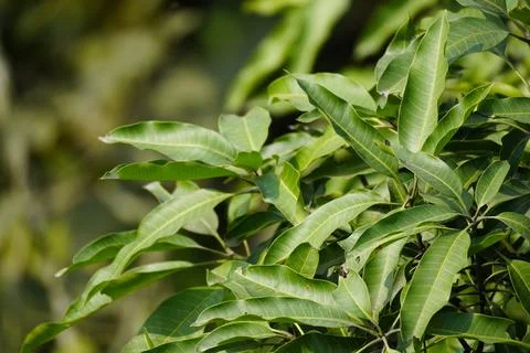 Close-up Portrait of Fresh Green Mango Leaf Stock Photos
