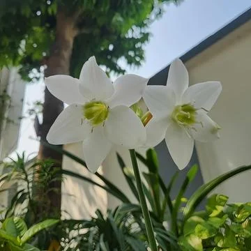 Close up portrait of fresh white Amazon lily flowers with green central cup stoc Stock Photos
