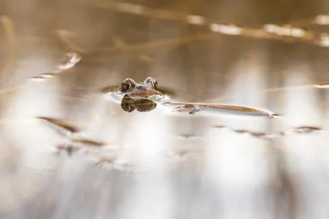 Close-up portrait of a frog's head on the surface. The head is reflected in t Foto stock
