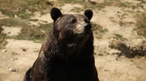 Close Up Portrait of Funny Brown Bear Search in Wilderness Stand Up in Two Feet Stock Footage 8622086