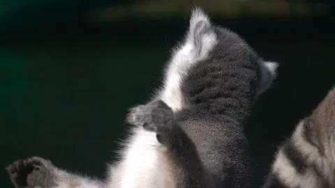 Close-up portrait of a funny lemur. Lemur enjoys the sun and turns his head Stock Footage 226986065