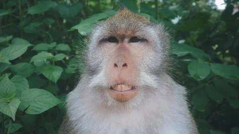 close-up portrait of funny rhesus Stock Video Pond5