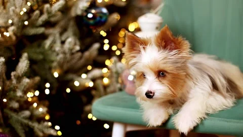 Close-up portrait of a funny Yorkshire Terrier puppy Stock Footage 223886121