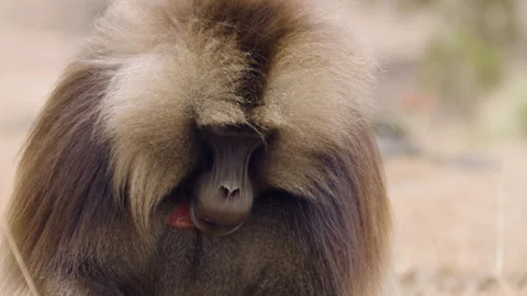 Close-up Portrait Of A Gelada Baboon In Simien Mountains National Park In 스톡 동영상 315429072