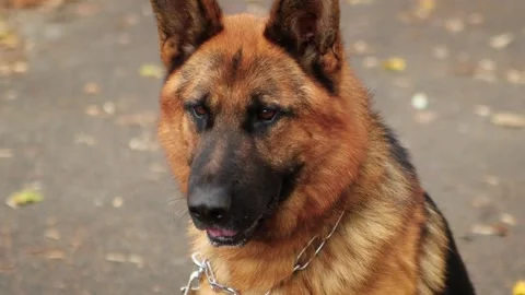 Close-up portrait of a German Shepherd against the backdrop of an autumn park Stock Footage 252683227