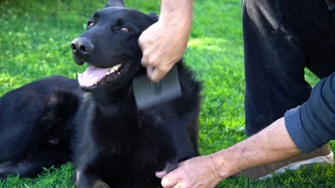 Close up. A portrait of a german shepherd dog being caressed. Stock Footage 89849067
