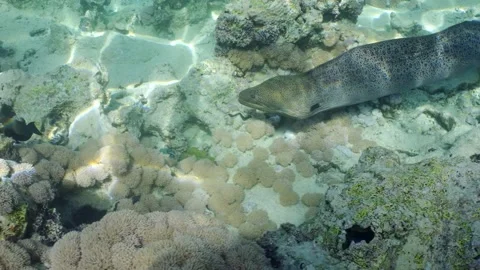 Close up portrait of Giant moray eel (Gymnothorax javanicus) swims  Video stock 236483141