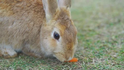 Close-up portrait of a ginger brown rabbit sitting on grass. Macro shot foc.. Video stock 331061441
