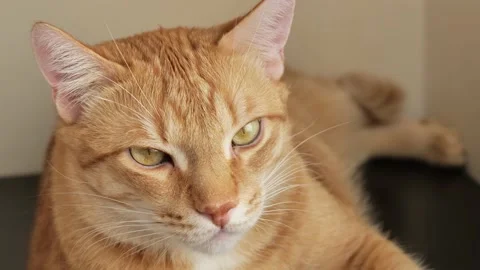 Close-up portrait of a ginger cat Stock Footage 170719003