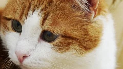 Close-up portrait of a ginger cat. Stock Footage 308351077