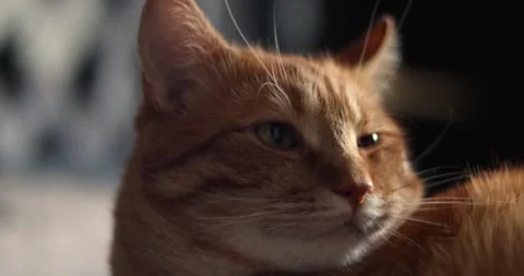 Close-up portrait of a ginger cat with striking green eyes and detailed fur Stock Footage 339066820