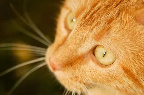 Close-up portrait of a ginger cat in three-quarter profile, in autumn Stock Photos