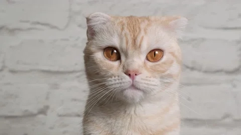 Close up portrait of Ginger red young cat breed Scottish Fold on gray background Video stock 169896208