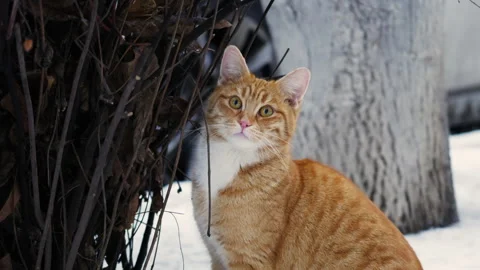 Close up portrait of a ginger tabby cat sitting near tree branches in winter Video stock 331008474