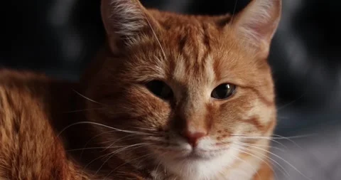 Close-up portrait of a ginger tabby cat with striking green eyes Stock Footage 339067576
