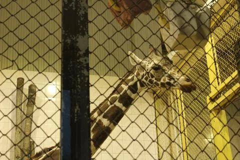 Close-up portrait of a giraffe behind a grid. Visit to the zoo Stock Photos