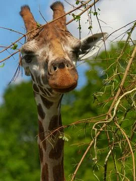 Close-up portrait a giraffe in between tree in summer Foto stock
