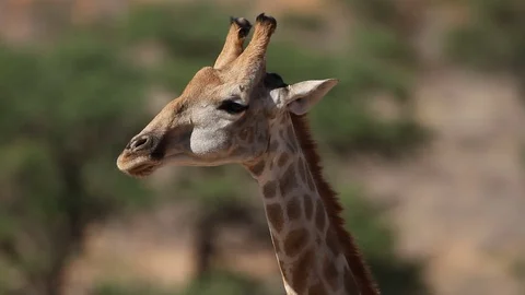 Close-up portrait of a giraffe (Giraffa camelopardalis), South Africa Vídeo Stock 74764697
