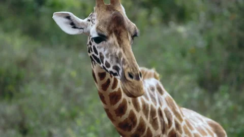 Close up portrait of giraffe (Giraffa camelopardalis) in Kenya. Stock Footage 147494714