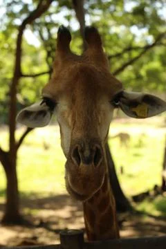 Close up portrait of a giraffe looking into the camera Stock Photos