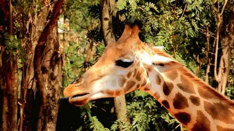 Close-up Portrait of a Giraffe in a Lush Forest Setting Stock Footage 310923714