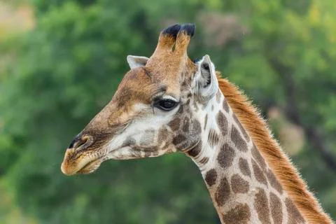 Close up portrait of a giraffe 스톡 사진
