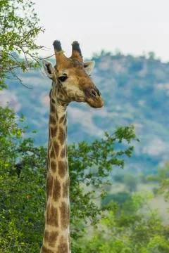 Close up portrait of a giraffe Stock Photos