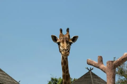 Close up portrait of a giraffe Stock Photos