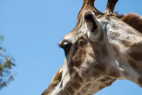 Close up portrait of a giraffe Stock Photos