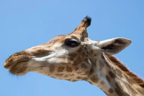 Close up portrait of a giraffe Stock Photos