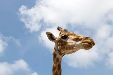 Close up portrait of a giraffe Stock Photos