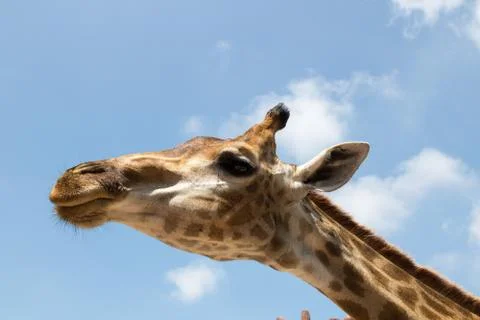 Close up portrait of a giraffe Stock Photos