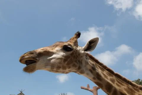 Close up portrait of a giraffe Stock Photos