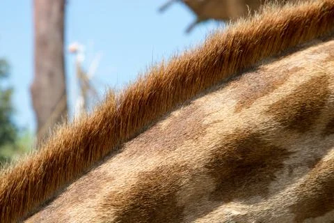 Close up portrait of a giraffe Stock Photos