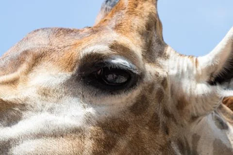 Close up portrait of a giraffe Stock Photos