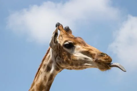 Close up portrait of a giraffe Stock Photos