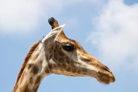 Close up portrait of a giraffe Stock Photos