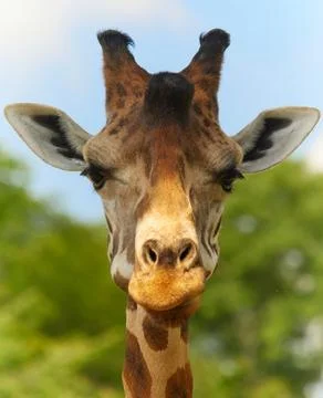Close-up portrait a giraffe Stock Photos