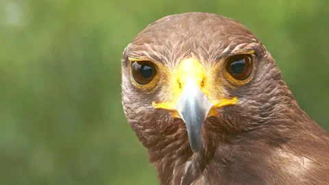 Close up portrait of golden eagle looking directly into camera with sharp vision Stock Footage 345658503