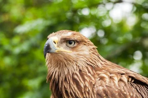 Close-up portrait of golden eagle Stock Photos